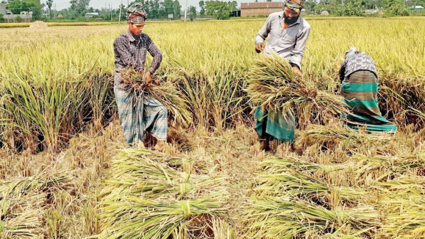 tangail-boro-paddy.jpg