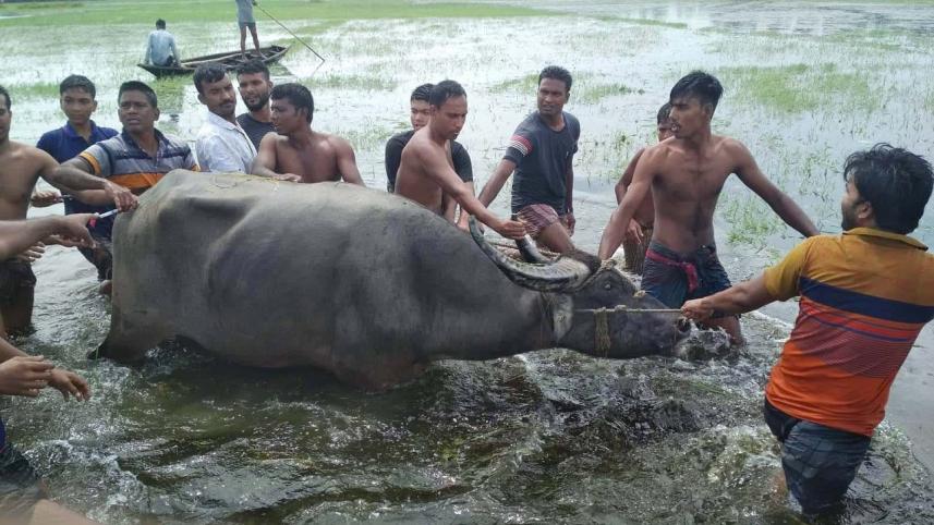 Tangail Picture-1 with News.jpg