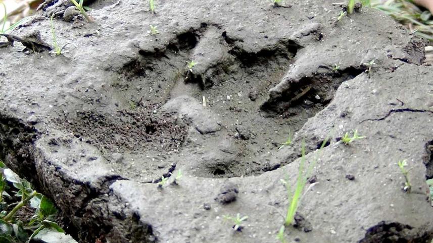 Thakurgaon-Leopard.jpg