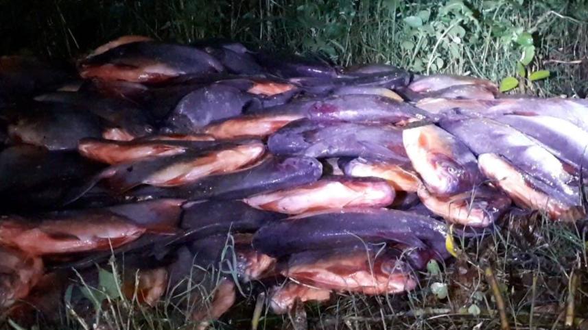 Thakurgaon Pic-1500 piranha seized-01.jpg