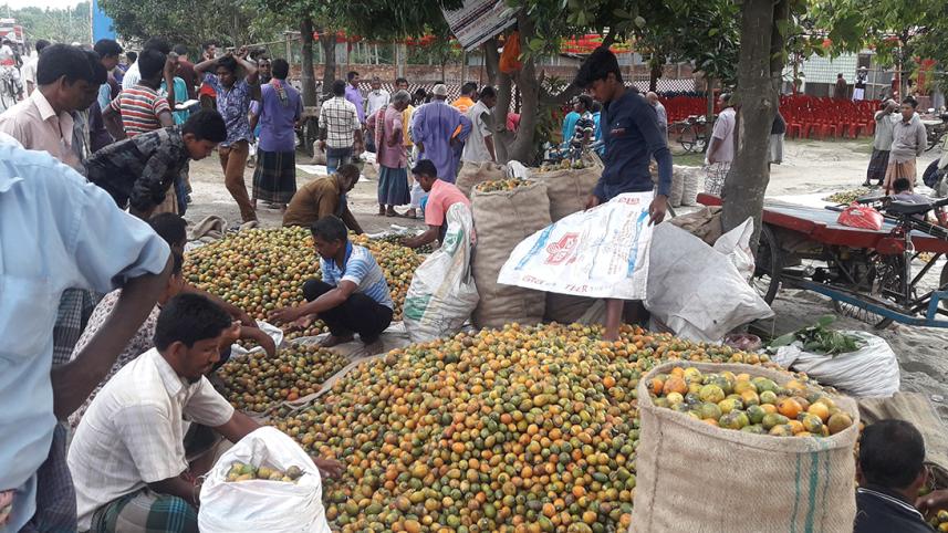 Thakurgaon Pic-Bumper betel nut producttion fails to cheer up growers-03.jpg