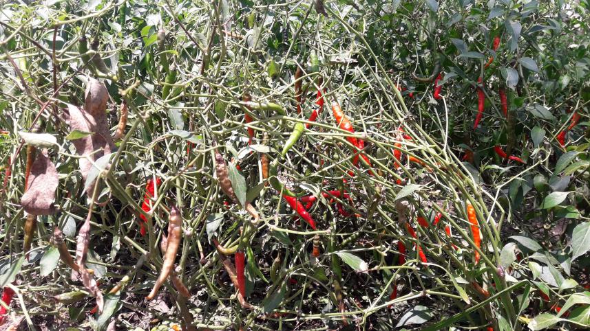 Thakurgaon Pic-Chilli field in Panchagarh attacked with anthroxnose disease-02.jpg