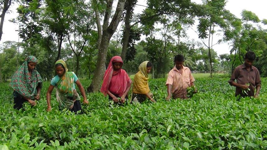 Thakurgaon Pic-Tea production begins-01.jpg