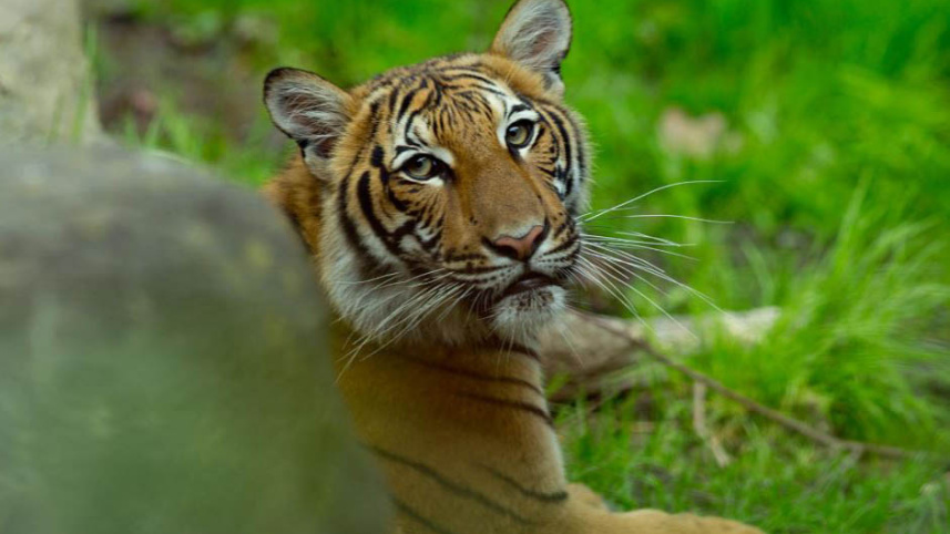 Tiger-1.jpg