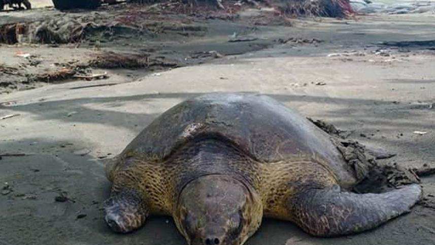 Tortoise_Kuakata.jpg