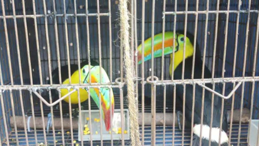 Toucans-1.jpg