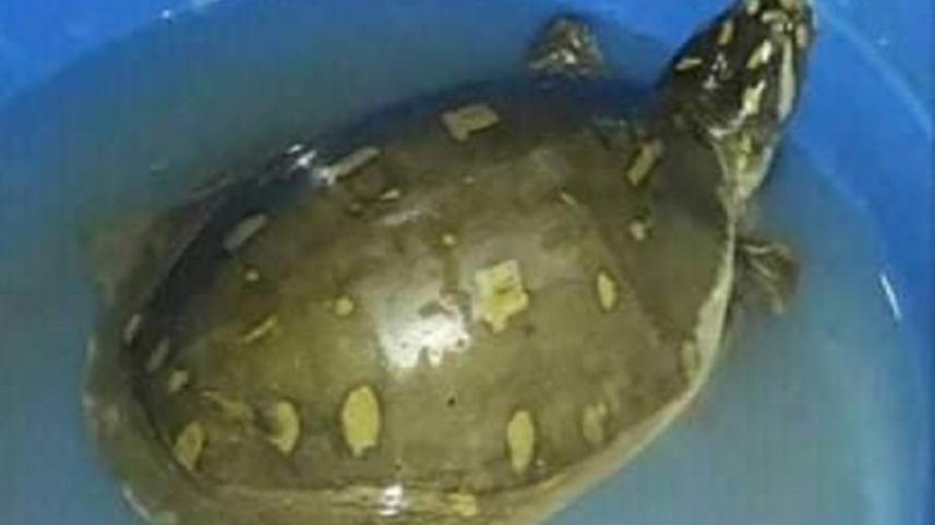 turtle.jpg