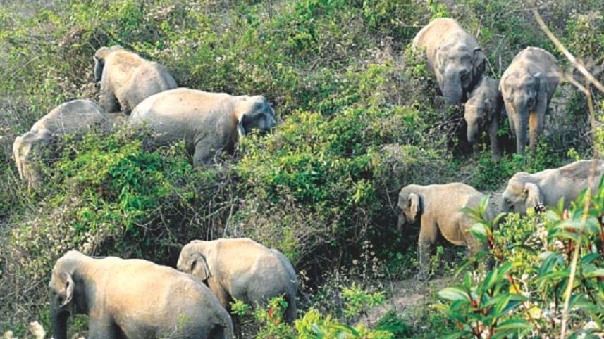 wild-elephant_0.jpg