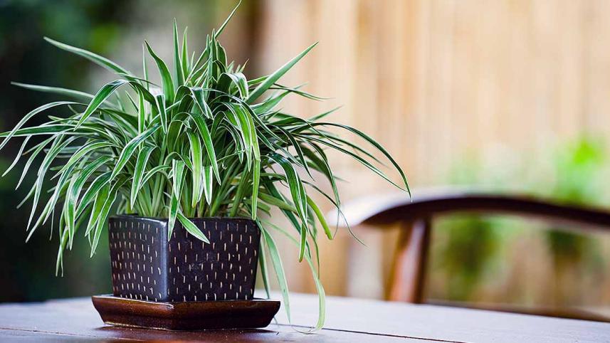houseplant-primer-a-guide-to-basic-care-and-durable-plants.jpg