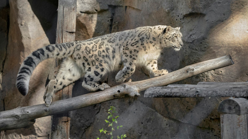 snow_leopard.jpg