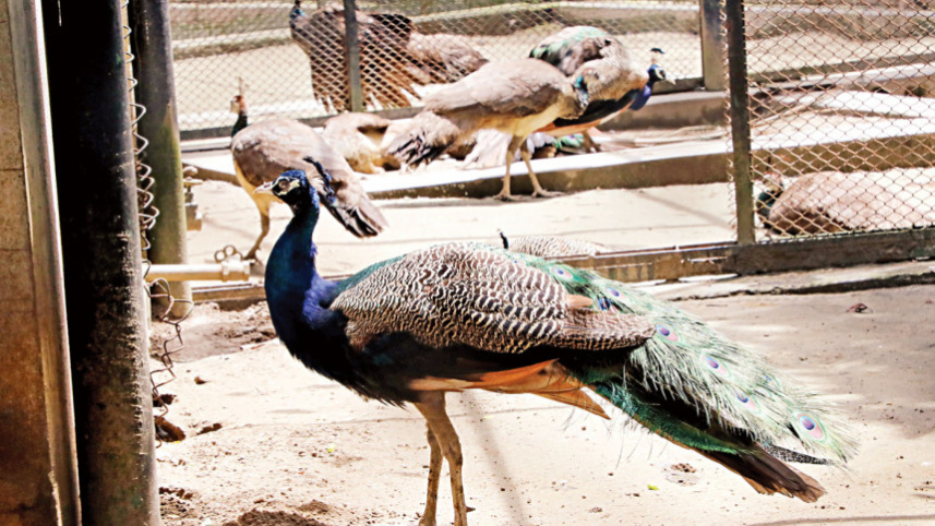 dhaka-zoo-1.jpg
