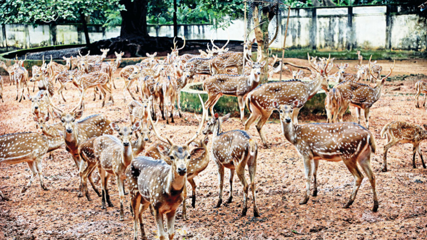 dhaka-zoo-2.jpg