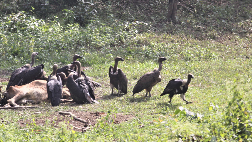 international_vulture_awareness_day_photos_4.jpg
