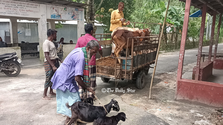 lalmonirhat_flood_cattle.jpg