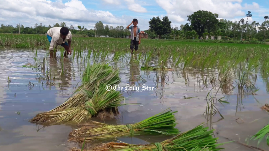 lalmonirhat_aman_paddy.jpg