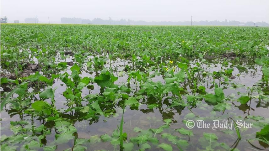 Manikganj crop under water