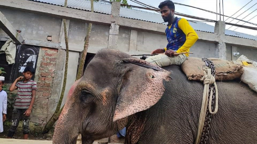 elephant_extortion.jpeg