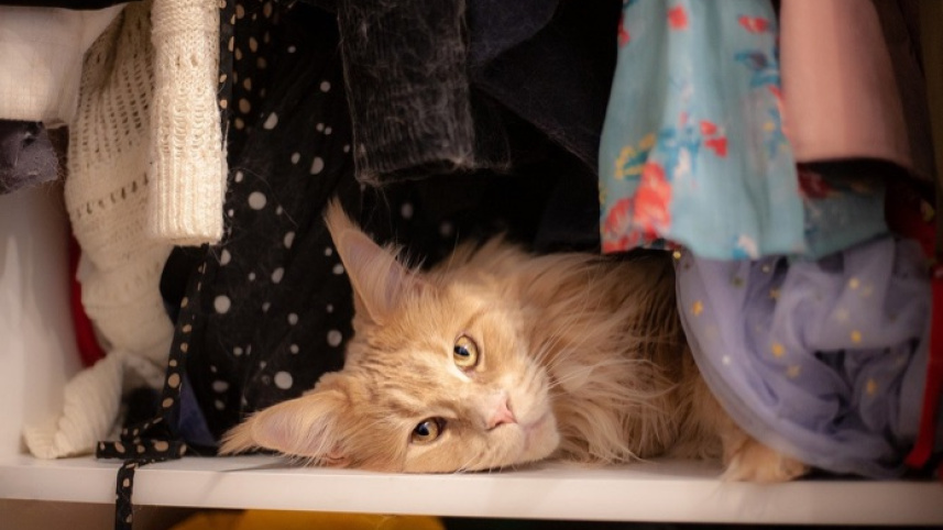 cat-sleeping-in-between-clothes.jpg