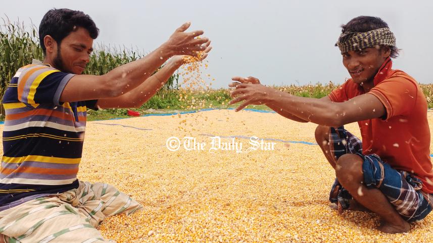 lalmonirhat_maize_2.jpg