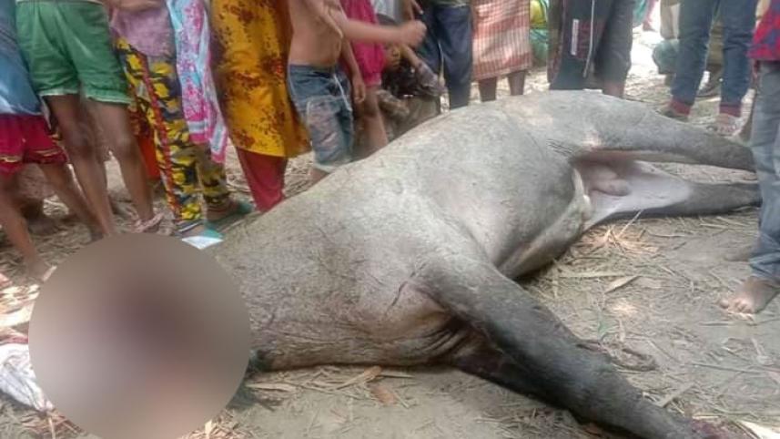 thakurgaon-pic-slaughtered-nilgai-recovered-01.jpg