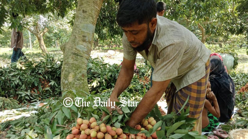 pabna_litchi_3.jpg