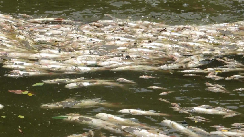 jhenidah_fish-02.jpg