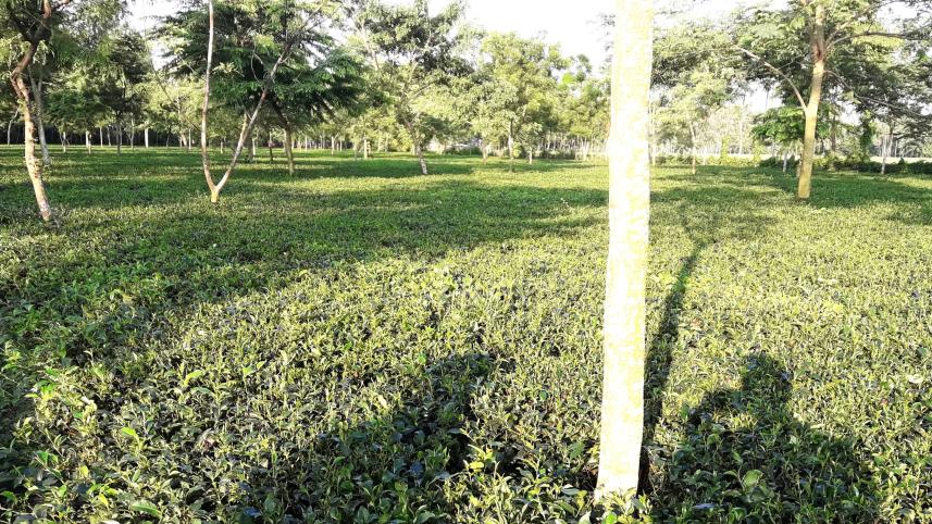 thakurgaon_pic-tea_garden-01.jpg