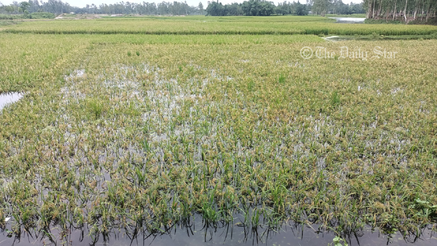 lalmonirhat_ripe_paddy-01_copy.jpg
