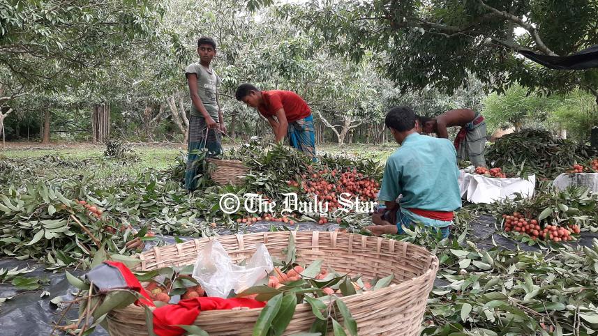 gazipur_litchi_3.jpg