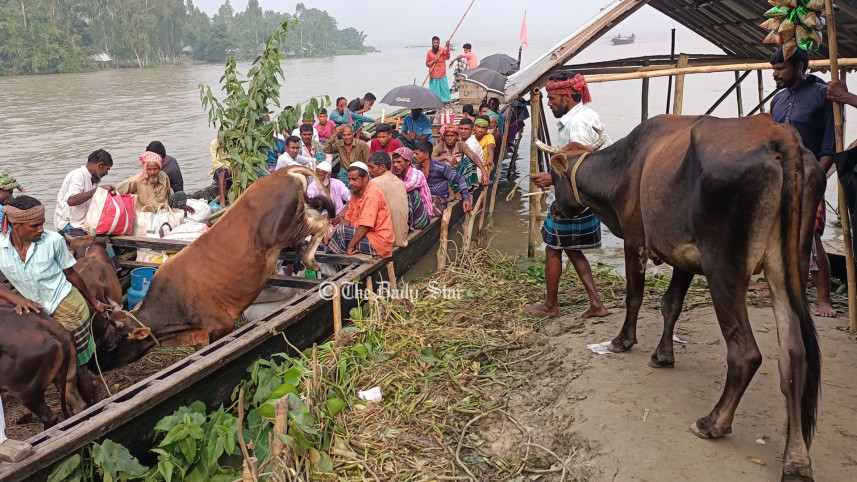 kurigram_cattle_1jul22.jpg