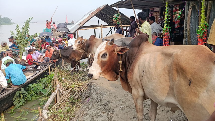 kurigram_cattledp_1jul22.jpg