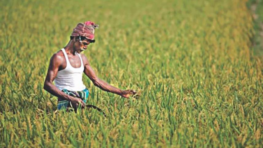 farmer_14.jpg