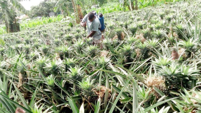 madhupur_pineapple.jpg