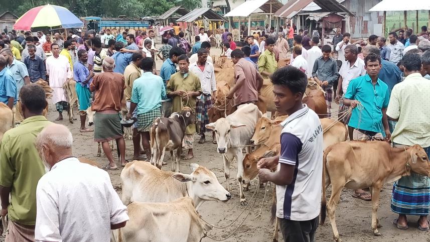 lalmonirhat_cattle_market-04.jpg