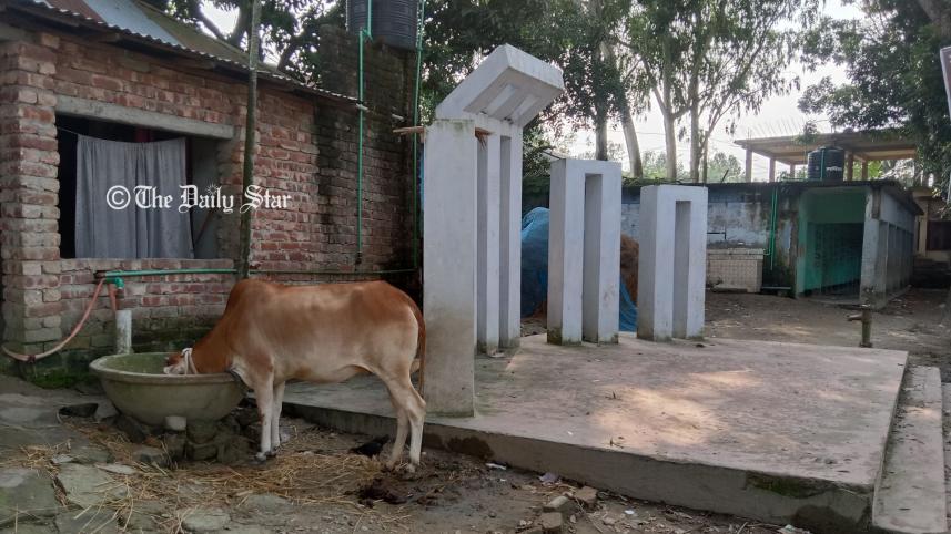 ৪ বছর ধরে স্কুলের শহিদ মিনারে গরু পালন করছেন তিনি