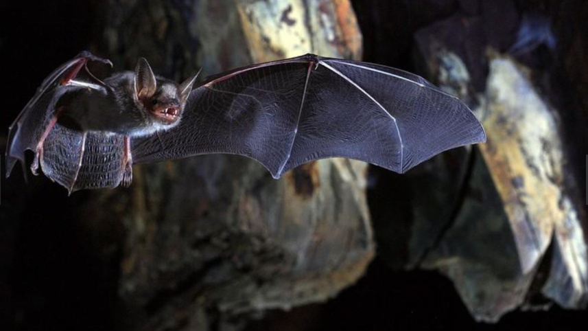 মানবদেহের অনেক সংক্রামক রোগের বাহক হিসেবে বাদুড়ের কুখ্যাতি রয়েছে। ফাইল ছবি: রয়টার্স