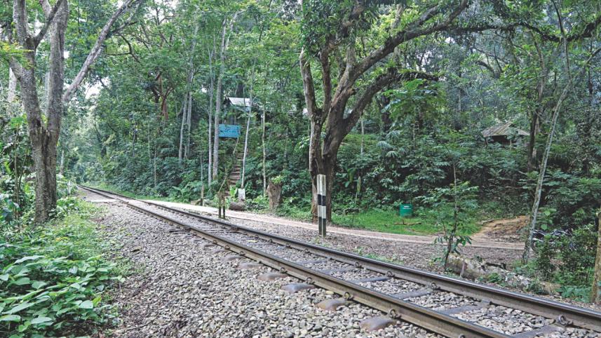 lawachara_forest.jpg