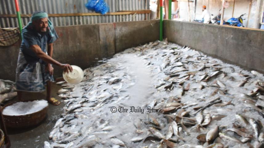 ইলিশ বরিশাল