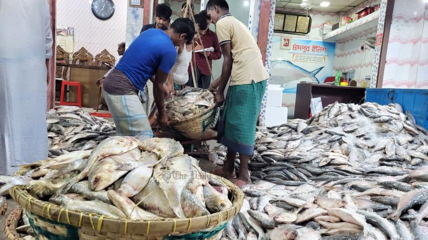 পচা ইলিশ