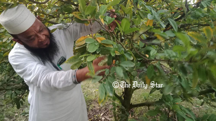 প্রচলিত কৃষির ধারণা