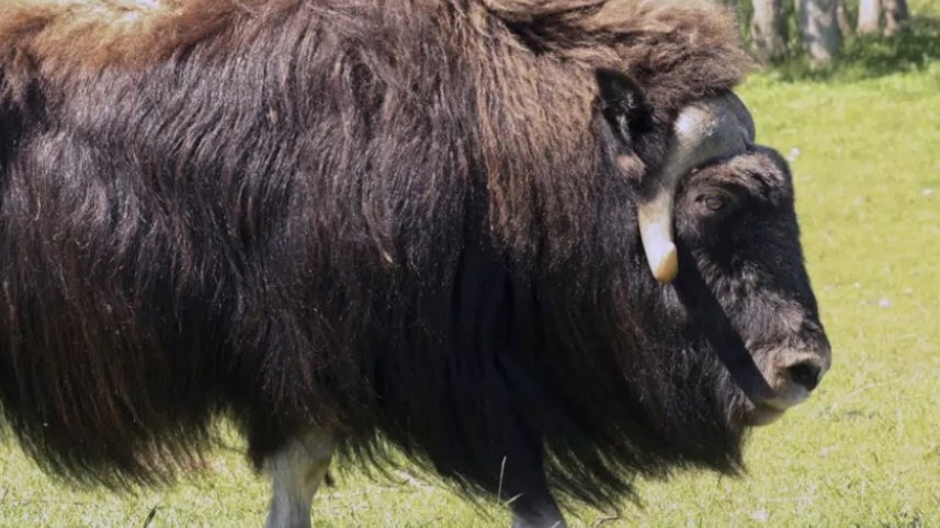 যুক্তরাষ্ট্রের আলাস্কা অঙ্গরাজ্যের 'মাস্কঅক্স' প্রজাতির ষাঁড়। ফাইল ছবি: এপি