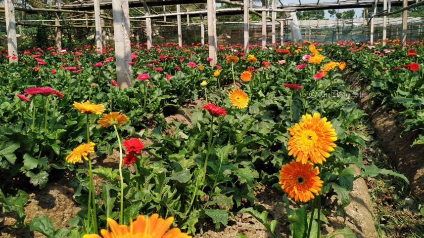 নতুন বছরে ৩০ কোটি টাকার ফুল বিক্রির লক্ষ্য যশোরের ফুল চাষিদের 