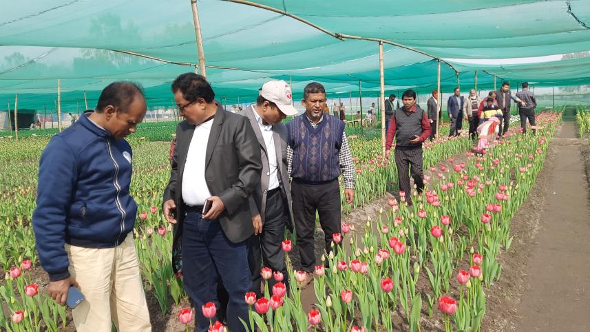 thakurgaon_pic-tulip-04.jpg