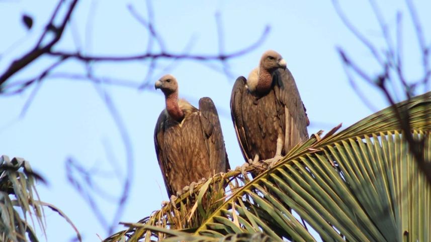 pabna_vulture_photo-6.jpg