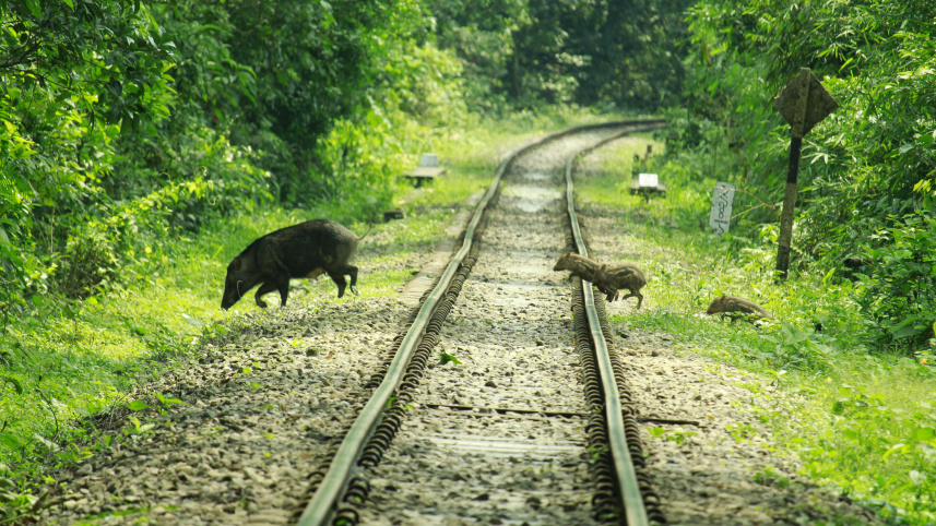 moulvibazar_wildlife_killing_in_lawachara_rail_track_pic_3.jpg
