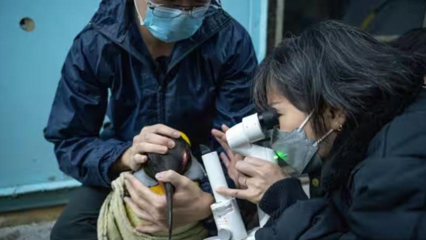 কিং পেঙ্গুইনের ছানি অপারেশন