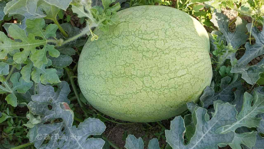 নোয়াখালী, সুবর্ণচর, তরমুজ,