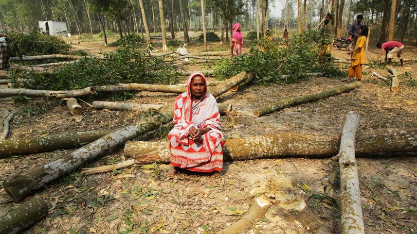 1._a_social_forestry_participant_at_the_harvest_time_overseeing_the_felling._photo._philip_gain.jpg