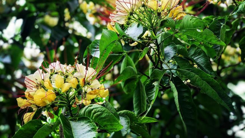 পৃথিবীর সবচেয়ে 'সুন্দর ও করুণ' জায়গাটির বর্ণনা দিতে গিয়ে রূপসী বাংলার কবি জীবনানন্দ দাশ লিখেছিলেন, 'সেখানে সবুজ ডাঙা ভ'রে আছে মধুকূপী ঘাসে অবিরল;/সেখানে গাছের নাম: কাঁঠাল, অশ্বত্থ, বট, জারুল, হিজল;/সেখানে ভোরের মেঘে নাটার রঙের মতো জাগিছে অরুণ;/সেখানে বারু