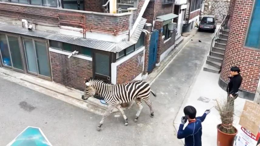 zebra.jpg